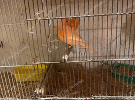 I am selling my canarys and breeding cages