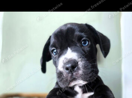 4 chunky boy frenchbulldog x labrador READY IN 8 DAYS
