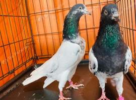 Pakistani pigeons
