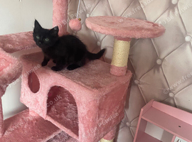 12 week old female black kitten for sale