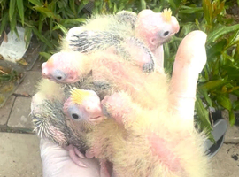 Hand reared baby cocktails for reservation reservation