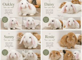 Adorable Mini Lops