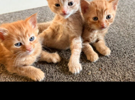 stunning kittens available