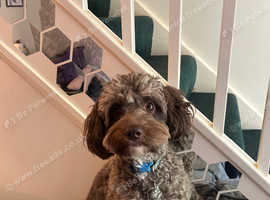Male brown cockapoo STUD SERVICES