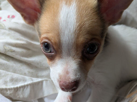 Chihuahua puppy last boy ready now