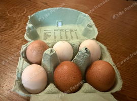 6 fertile mixed breed chickens eggs