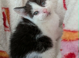 Very sweet Black and white girl  RE AVAILABLE, flead/wormed/litter trained/socialised   &pound;80