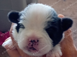 Jackapoo x shih tzu pups 6 available