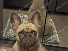 French bulldog for adoption