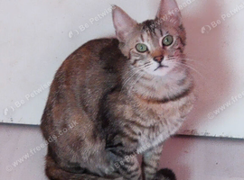Young Adults & older kittens Bengal X