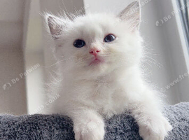 Beautiful pure ragdoll kittens
