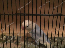 BARGAIN, 30 x opaline Fischer lovebirds