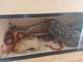 Corn snake for sale
