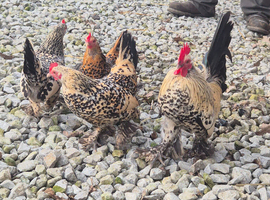 Sablepoot hatching eggs and chicks