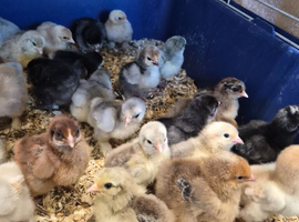 Pekin bantam chicks and hatching eggs