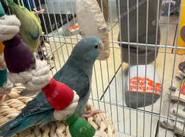 Pair of parrotlets Male and Female