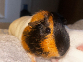 1 Guinea pig left