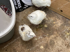 female jumbo quails