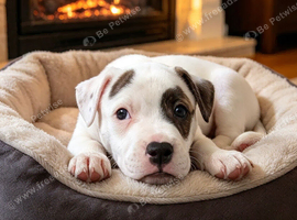 Puppy Staffy