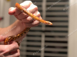 2 male corn snakes for sale