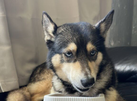 Good home needed for 2 inseparable huskies