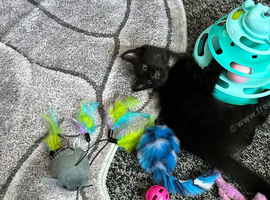 Kitten