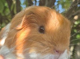 Sheltie and texel boars