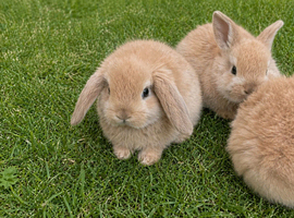 Mini lops