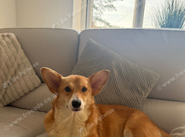 Corgi girl for sale