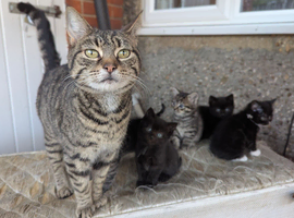 6 kittens ready for their forever home