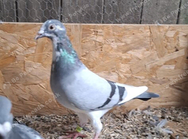 Romanian Racing Homer Pigeons