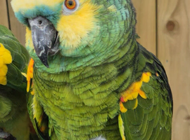 Blue Fronted Amazon Parrot