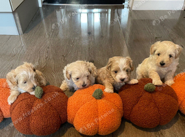 Toy maltiopoo