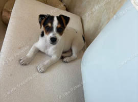 Traditional Jack Russell