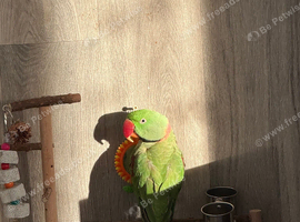 Alexandrine parrot male