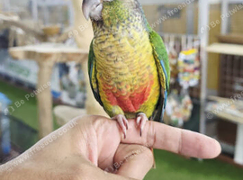 Young Hand-Reared Green Cheek & Yellow-Sided Conure Babies Available,14