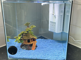 2 baby cichlids fish
