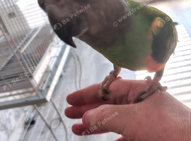 Young Senegal parrot