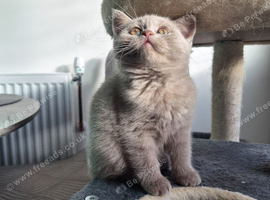 3 playful females left