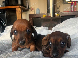 Beautiful Mini Dachshund Puppies