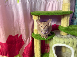 Urgently looking for new homes
