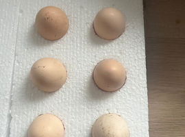 Mixed Hatching Eggs - Pekin, Silkie & Pekin x Silkie