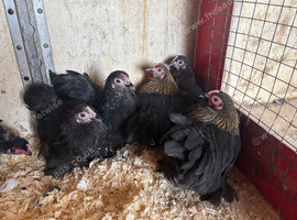 Pekin pullets