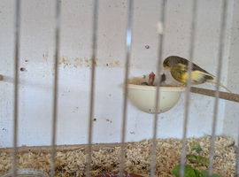 Gloster canaries for sale