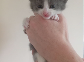 Kittens ready to leave Sunday 14th June