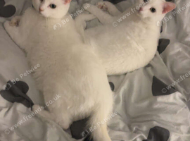 2 adult sibling cats