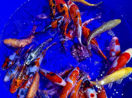 Koi 2-21 inch