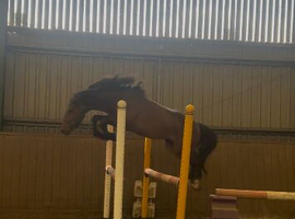 3yo registered new forest