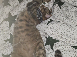 Two cats needing rehomed