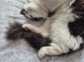 Long haired female cat